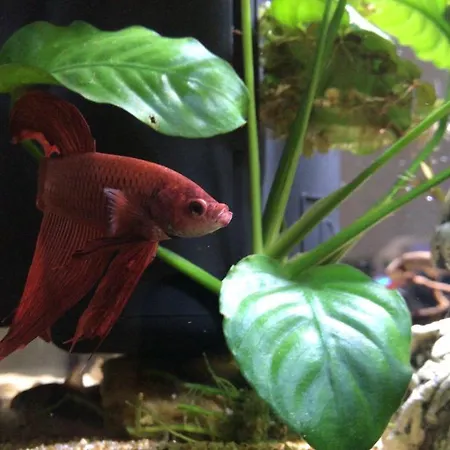 Prestige Bed & Breakfast Neapol