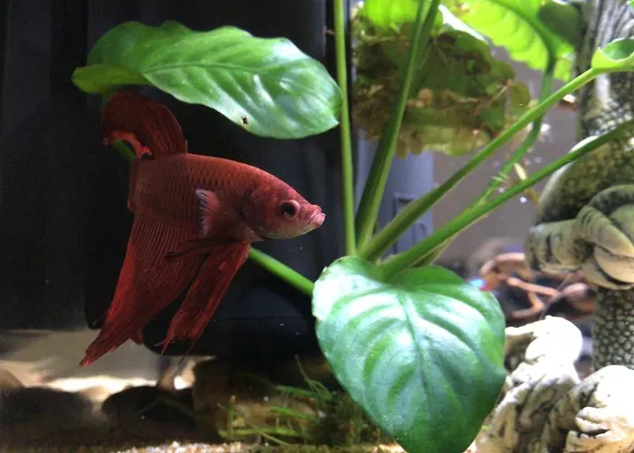 Prestige Отель типа 